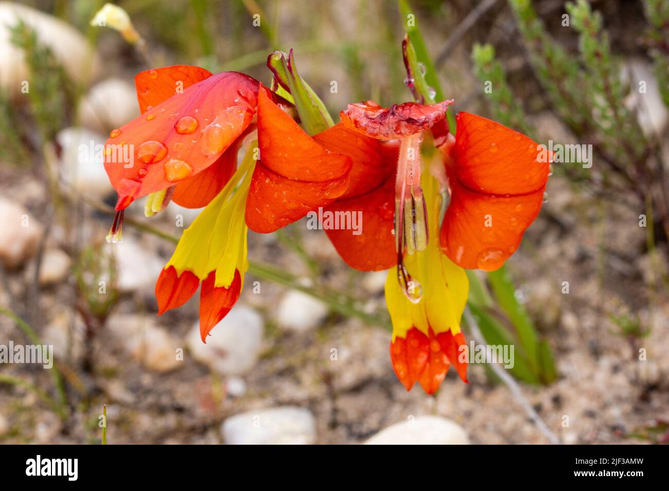 Flores silvestres de Sudáfrica: Dos flores amarillas anaranjadas de Gladiolus alatus cerca de Nieuwoudtville en el Cabo Occidental de Sudáfrica Foto de stock