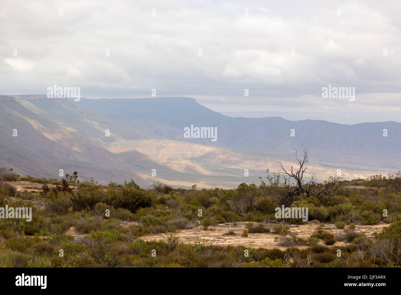 Panorama en la Reserva Natural de Oorlogskloof con un árbol en primer plano y montañas en el fondo cerca de Nieuwoudtville, Cabo del Norte Foto de stock