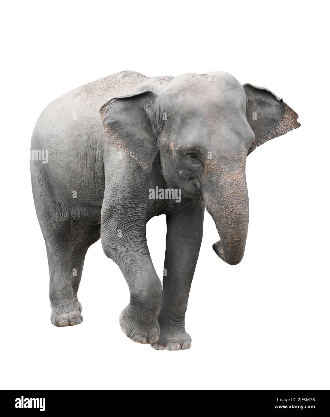 Elefante asiático aislado sobre fondo blanco. Foto de stock