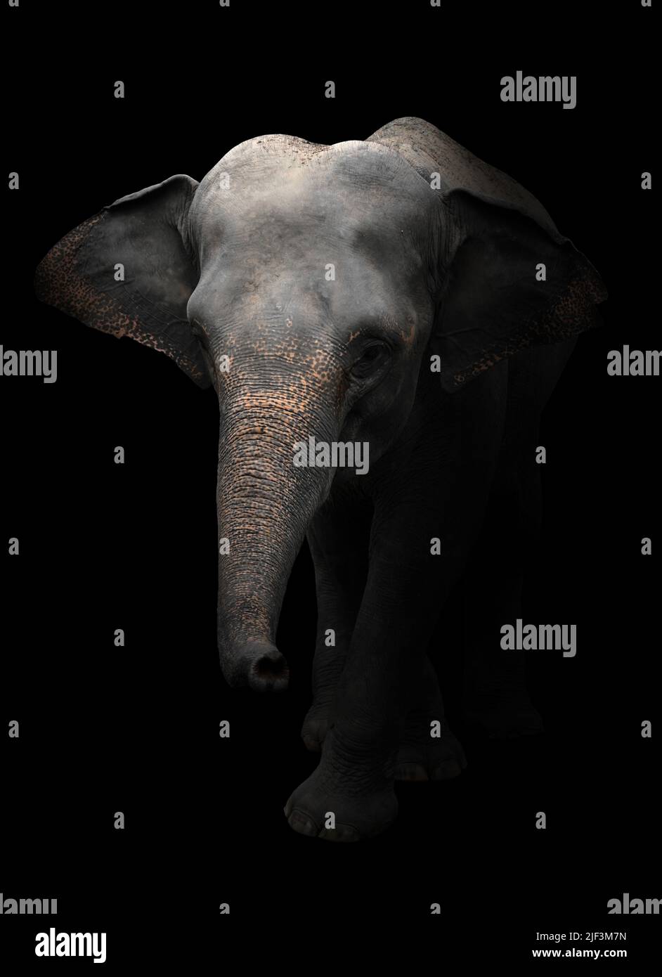 elefante asiático parado en la oscuridad Foto de stock