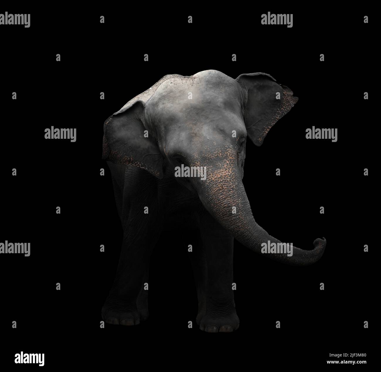 elefante asiático parado en la oscuridad Foto de stock