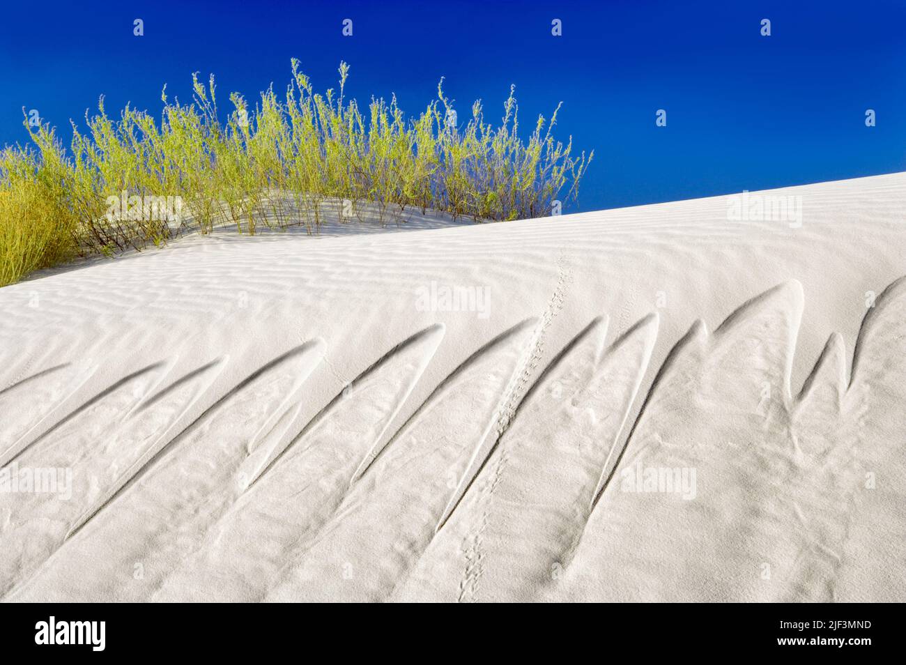 Tobogán de arena con pistas de animales. Monumento Nacional White Sands. Nuevo México Foto de stock