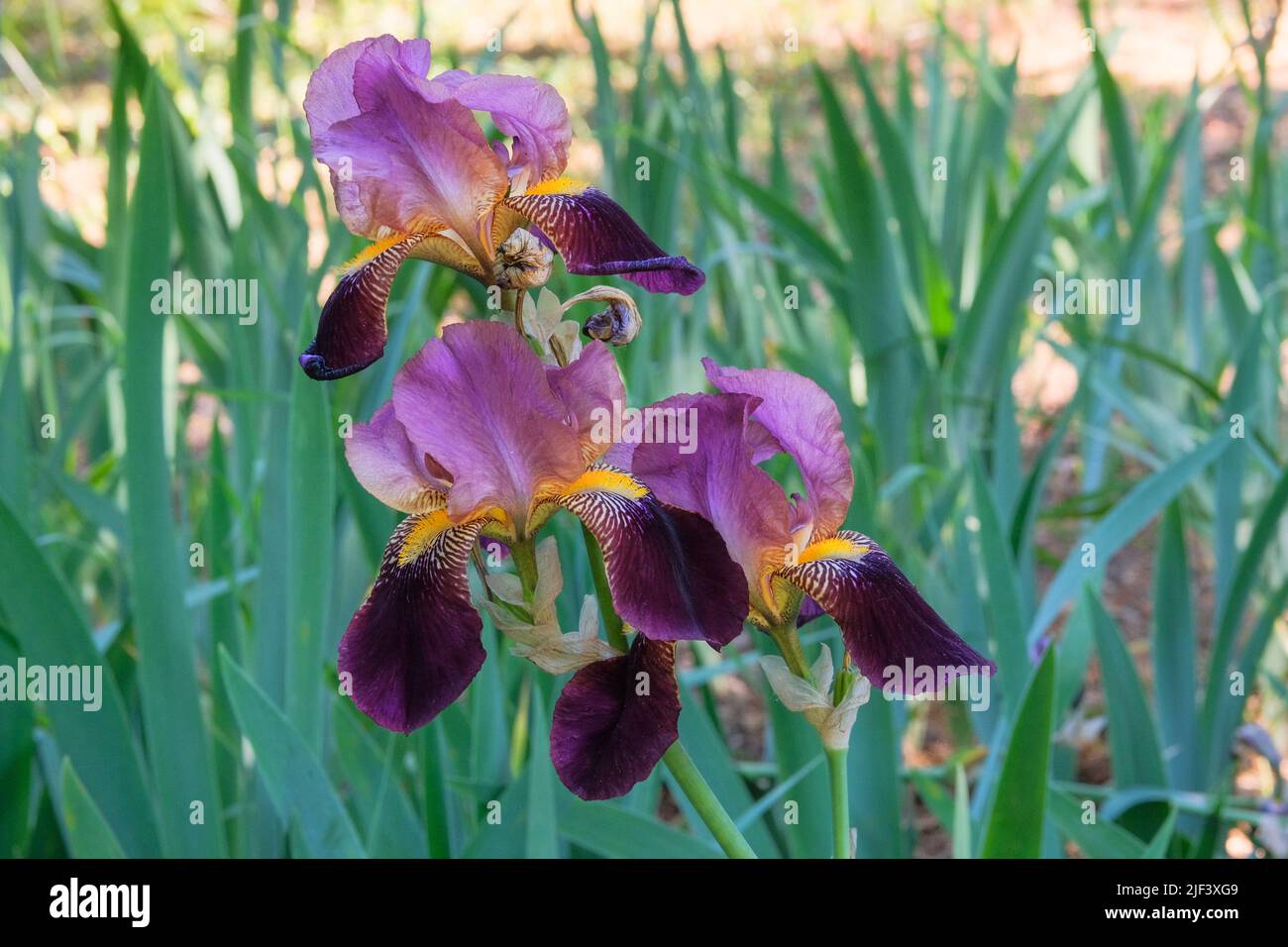 El iris está creciendo en el invernadero. Planta púrpura o lila, cultivada por sus llamativas flores. Foto de stock