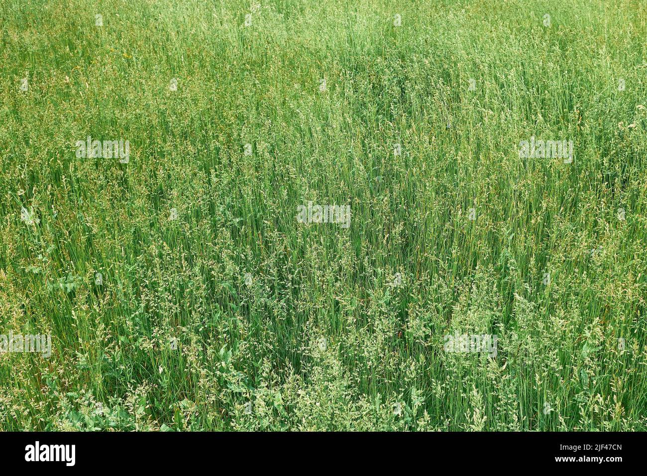 Fondo de hierba verde, campo de hierba al aire libre Foto de stock
