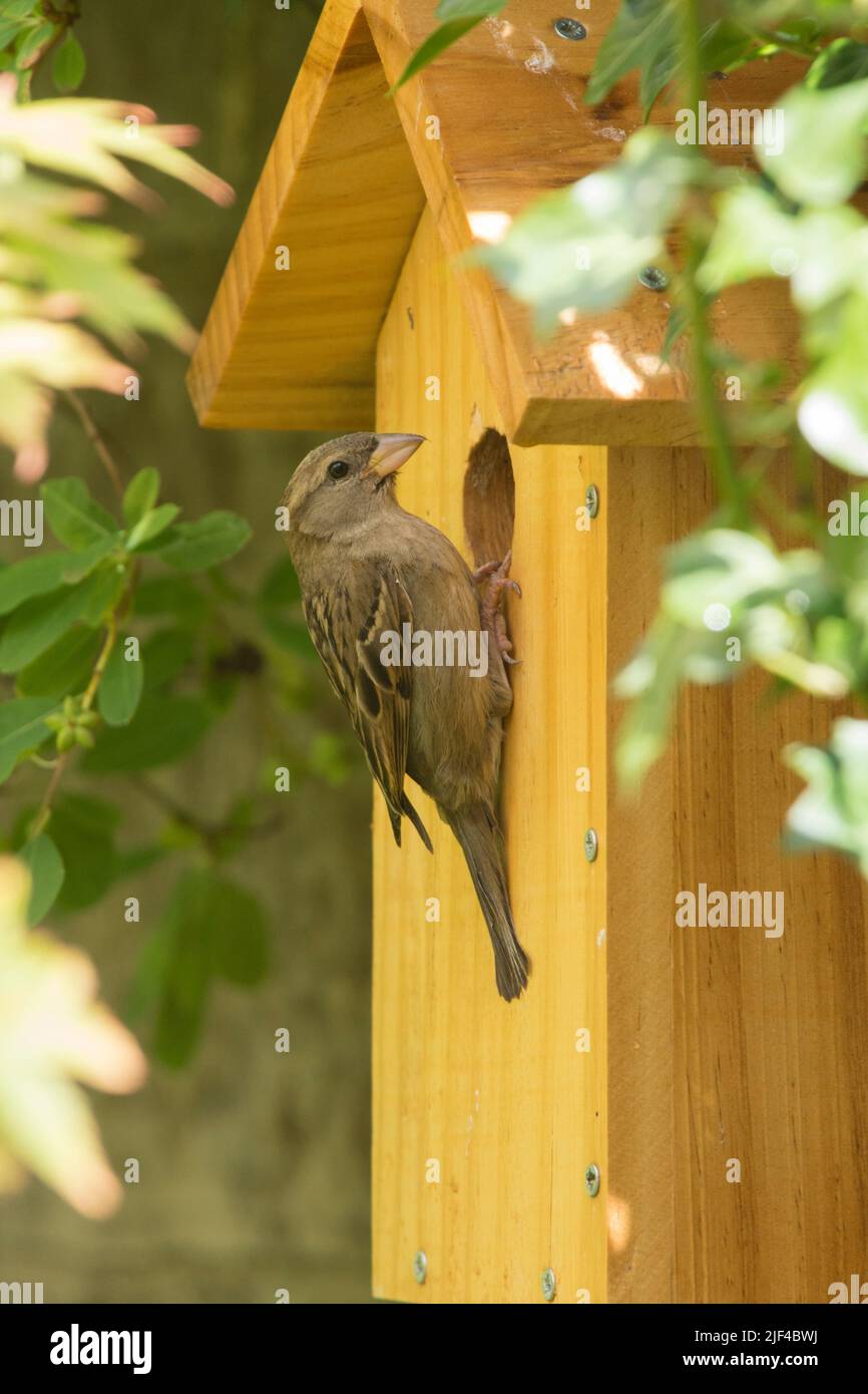 Hembra House Sparrow encaramado en la caja del nido cerca de agujero, passer domesticus, nest box, Sussex, Reino Unido, Junio Foto de stock