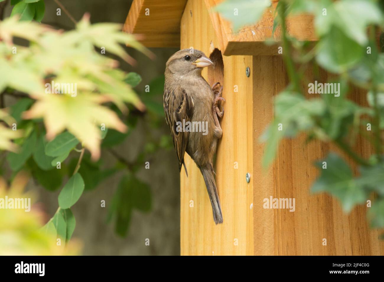 Hembra House Sparrow encaramado en la caja del nido cerca de agujero, passer domesticus, nest box, Sussex, Reino Unido, Junio Foto de stock