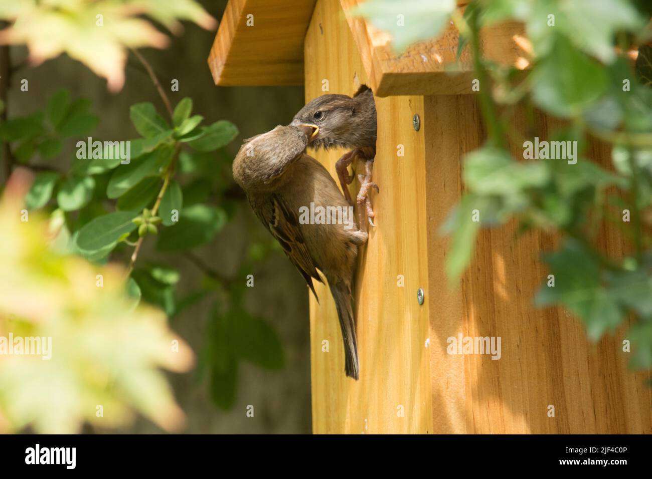 Baby Early House Sparrow siendo alimentado por la madre en el agujero en la caja del nido, passer domesticus, caja del nido, Sussex, Reino Unido, Junio Foto de stock