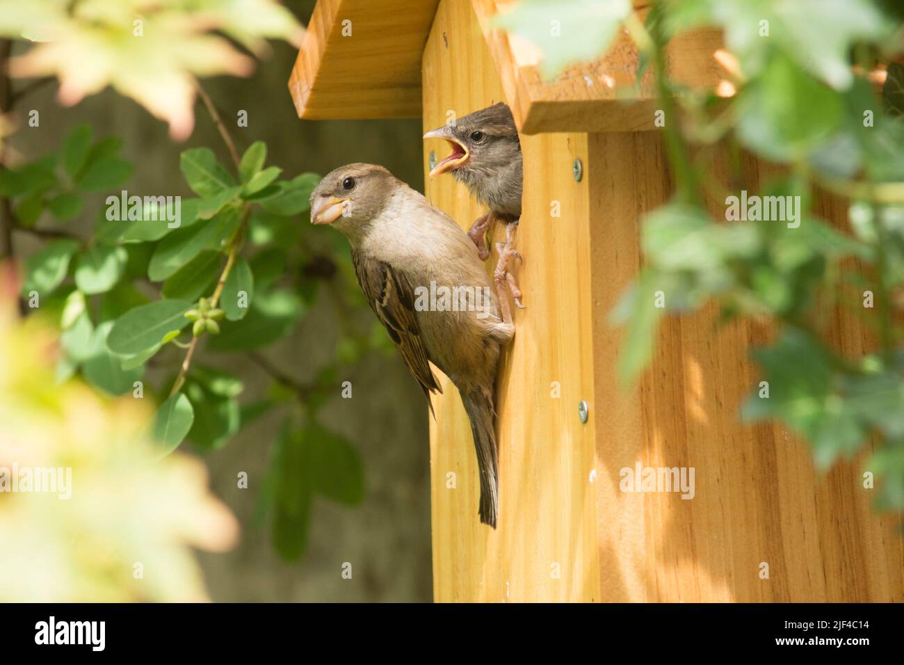 House Sparrow en el agujero de la caja nido pidiendo ser alimentado por su madre encaramado fuera de la caja, passer domesticus, caja de nido, Sussex, Reino Unido, Junio Foto de stock