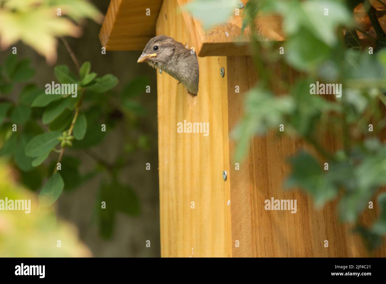 Bebé naciente Sparrow Casa poniendo su cabeza fuera del agujero de la caja del nido, cerca de vuelo, passer domesticus, caja del nido, Sussex, Reino Unido, junio Foto de stock