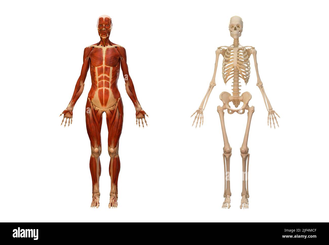 Anatomía del sistema muscular y de esqueleto aislado sobre fondo blanco con ruta de recorte, renderizado en 3D Foto de stock