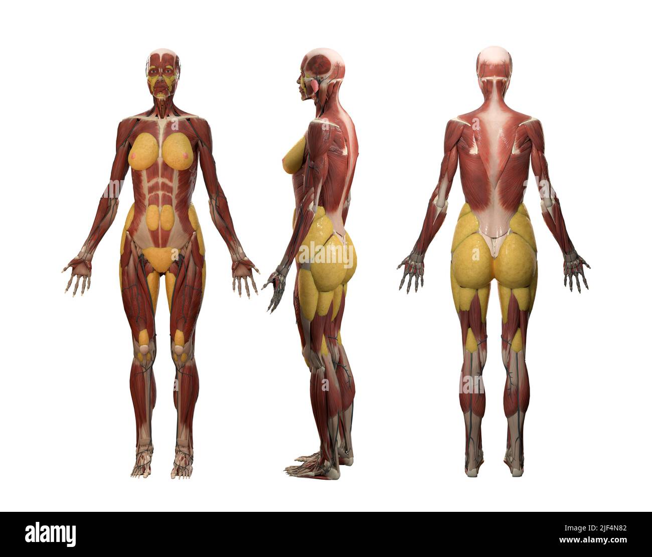 Anatomía del sistema muscular y de esqueleto cuerpo entero aislado sobre fondo blanco con vista anterior frontal de la ruta de recorte, presentación en 3D Foto de stock