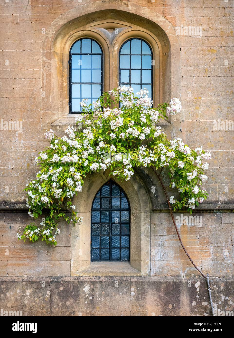 La escalada se levantó alrededor de las ventanas en la casa ancestral Newstead Abbey de Lord Byron en Nottinghamshire Reino Unido Foto de stock