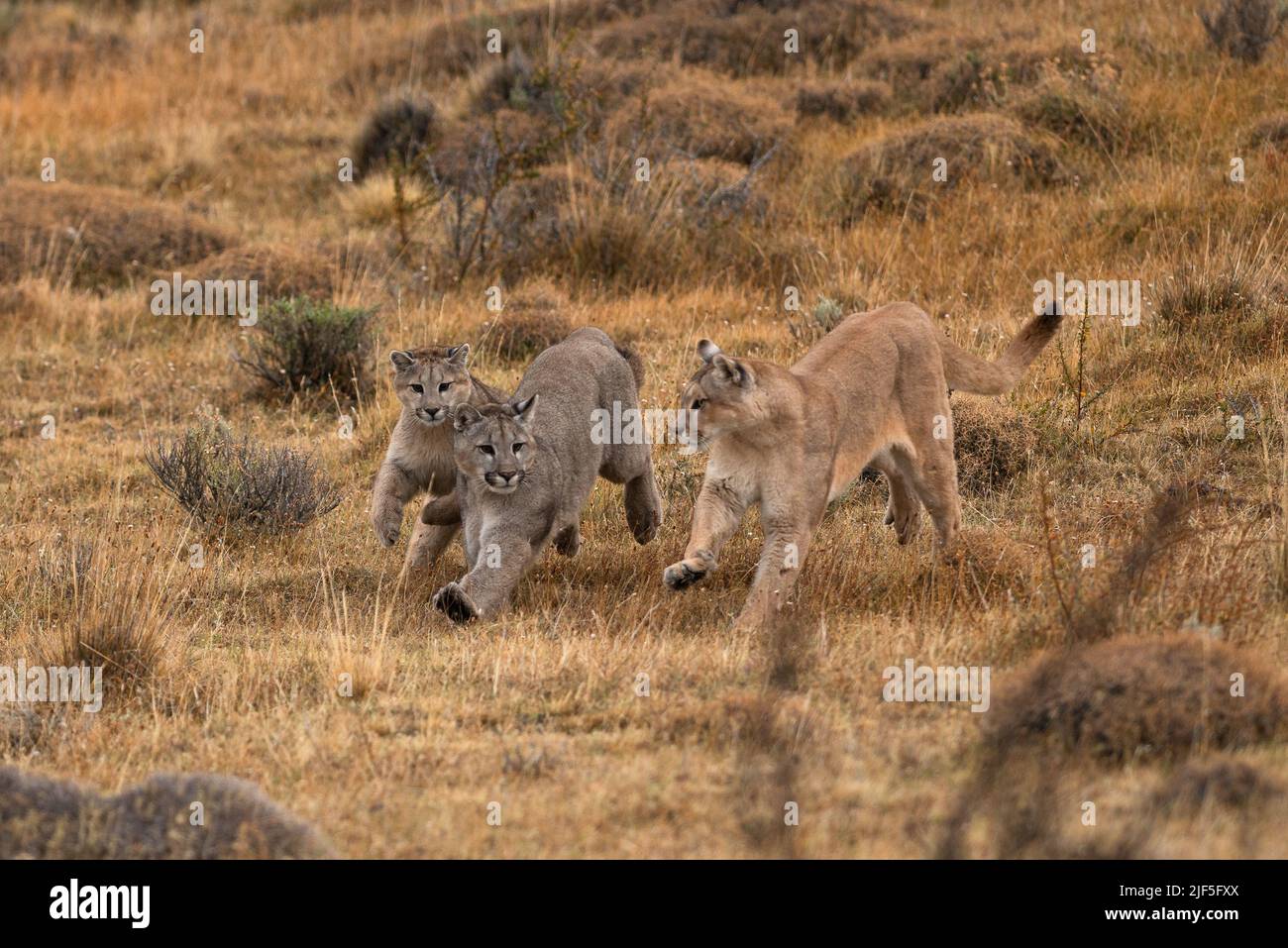 Una familia de Pumas corriendo y jugando en Torres del Paine, Chile Foto de stock