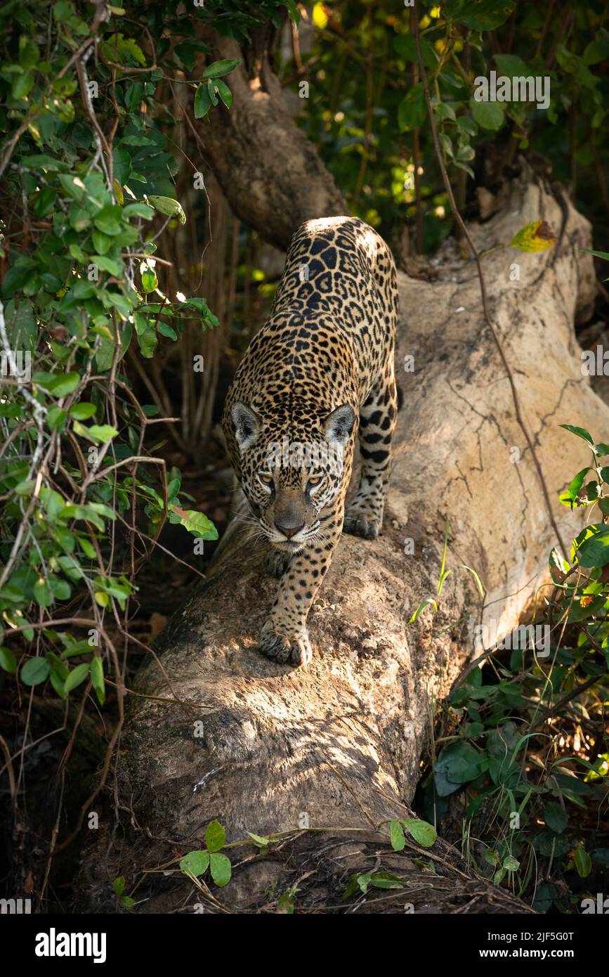 Un jaguar en el norte del Pantanal caminando directamente hacia la cámara Foto de stock