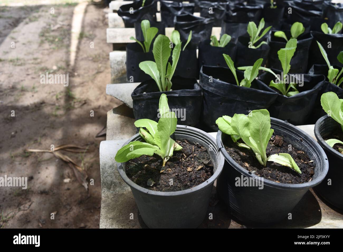 Grupo de Spinacia oleracea o planta de espinacas en la tierra en la olla del blaback, Vegetal verde en el jardín orgánico Foto de stock
