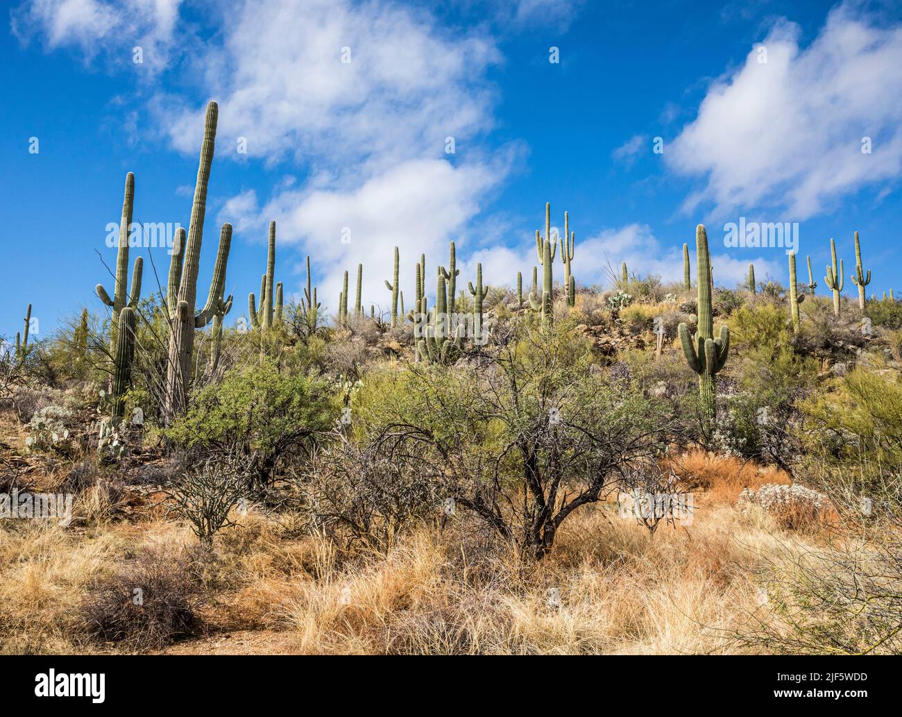 Una ladera cubierta con plantas del desierto y cactus Saguaro en el área de recreación Sabino Canyon, Arizona. Foto de stock