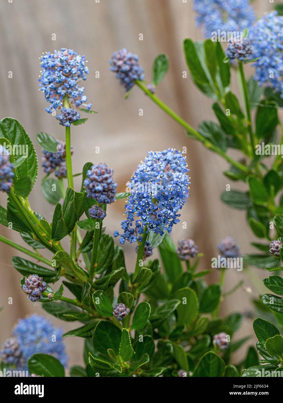 Un primer plano de un pico de flores azul cielo de Ceanothus impressus 'Victoria' Foto de stock
