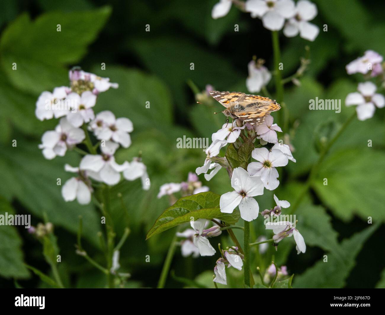 Una dama pintada (Vanessa cardui) buterfly alimentándose de una flor blanca de la honradez Foto de stock