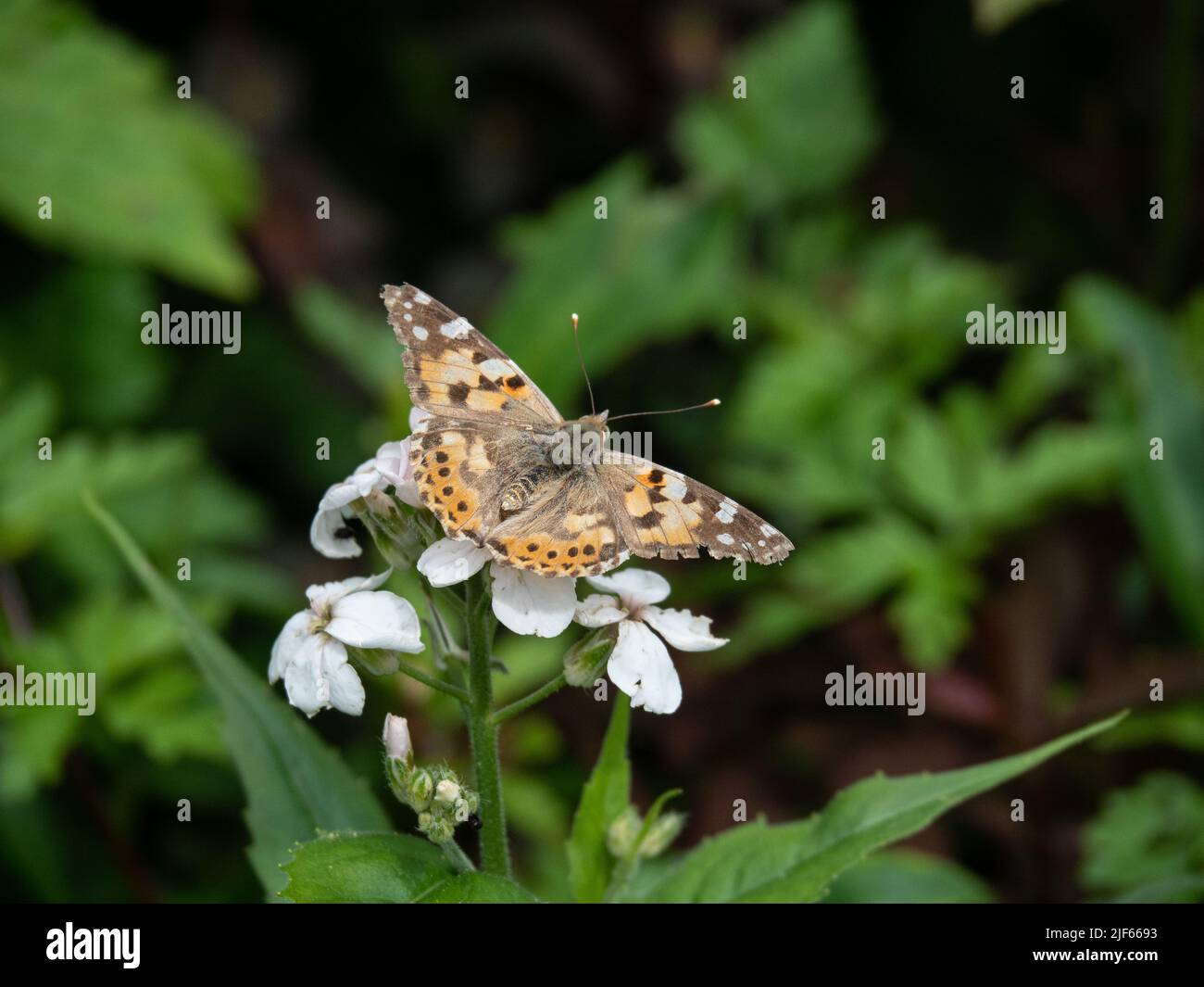 Una dama pintada (Vanessa cardui) buterfly alimentándose de una flor blanca de la honradez Foto de stock