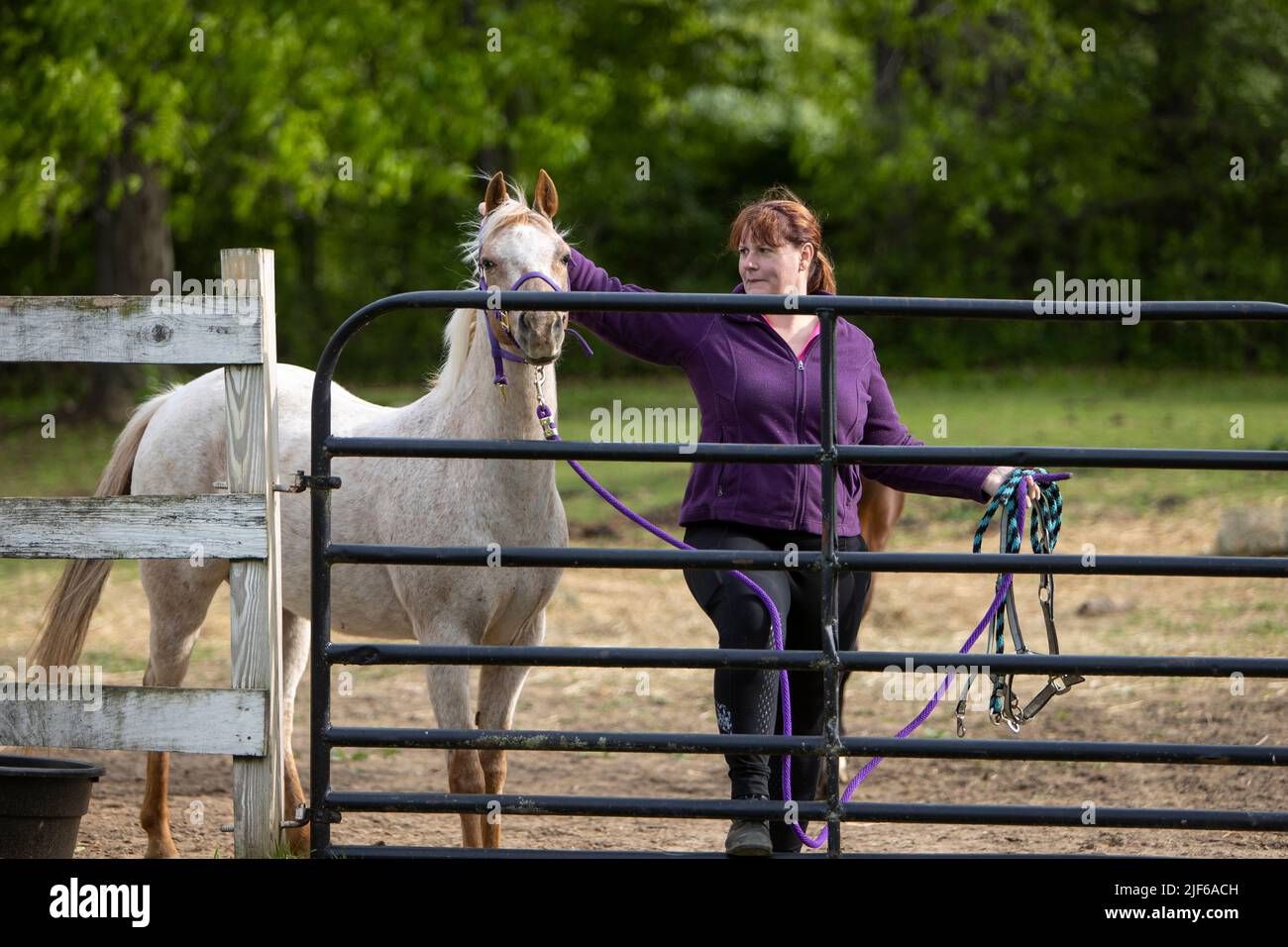 Una mujer empezando a quitar el halter de un caballo blanco en una puerta. Foto de stock