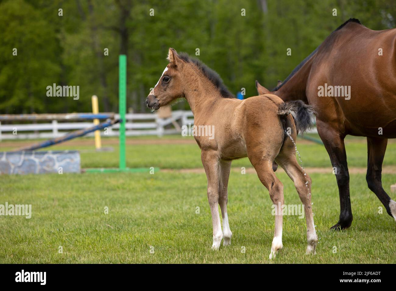 Un caballo de potro de pie junto a su madre y orinando. Foto de stock