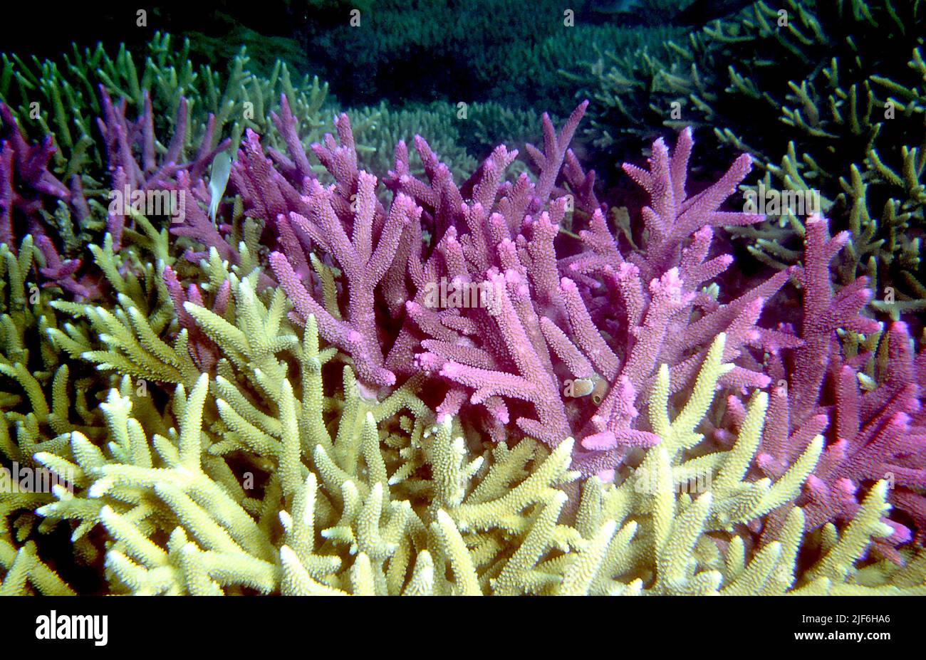 Corales Staghorn, Acropora formosa (rosa), que crece enredada con Acropora nobilis (crema). Estas especies a menudo crecen juntas. Foto de Whitsunday Isl Foto de stock