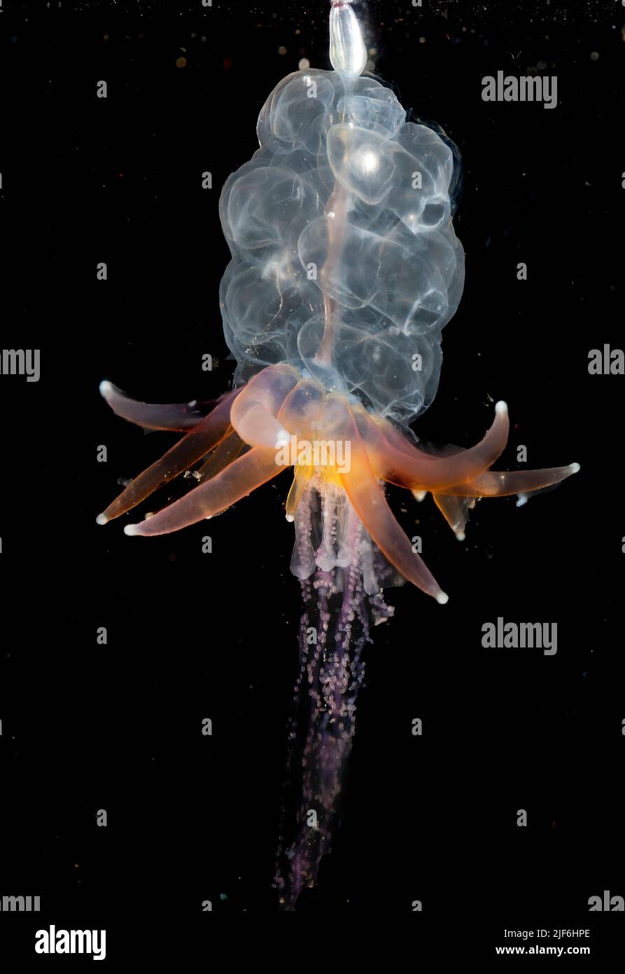 El sifonofor conocido como medusa de falda de Hula (Physophora hydrostatica), recolectó de las aguas superficiales de Hidra, al sudoeste de Noruega a finales de enero Foto de stock