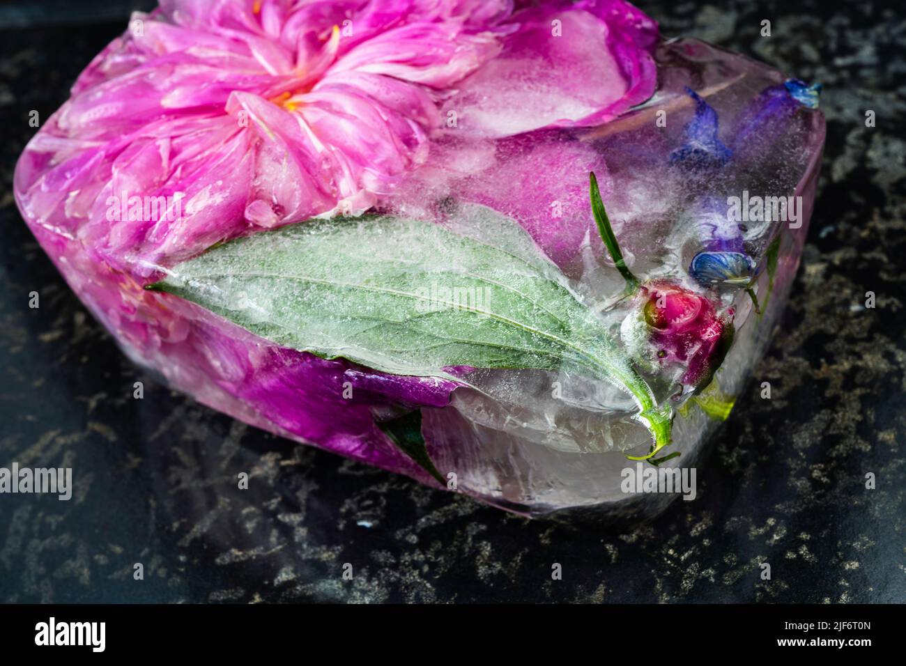 Flor congelada (cabeza de flor de peonía, hoja, yema e iris) en cubo de hielo sobre fondo negro, primer plano. Foto de stock