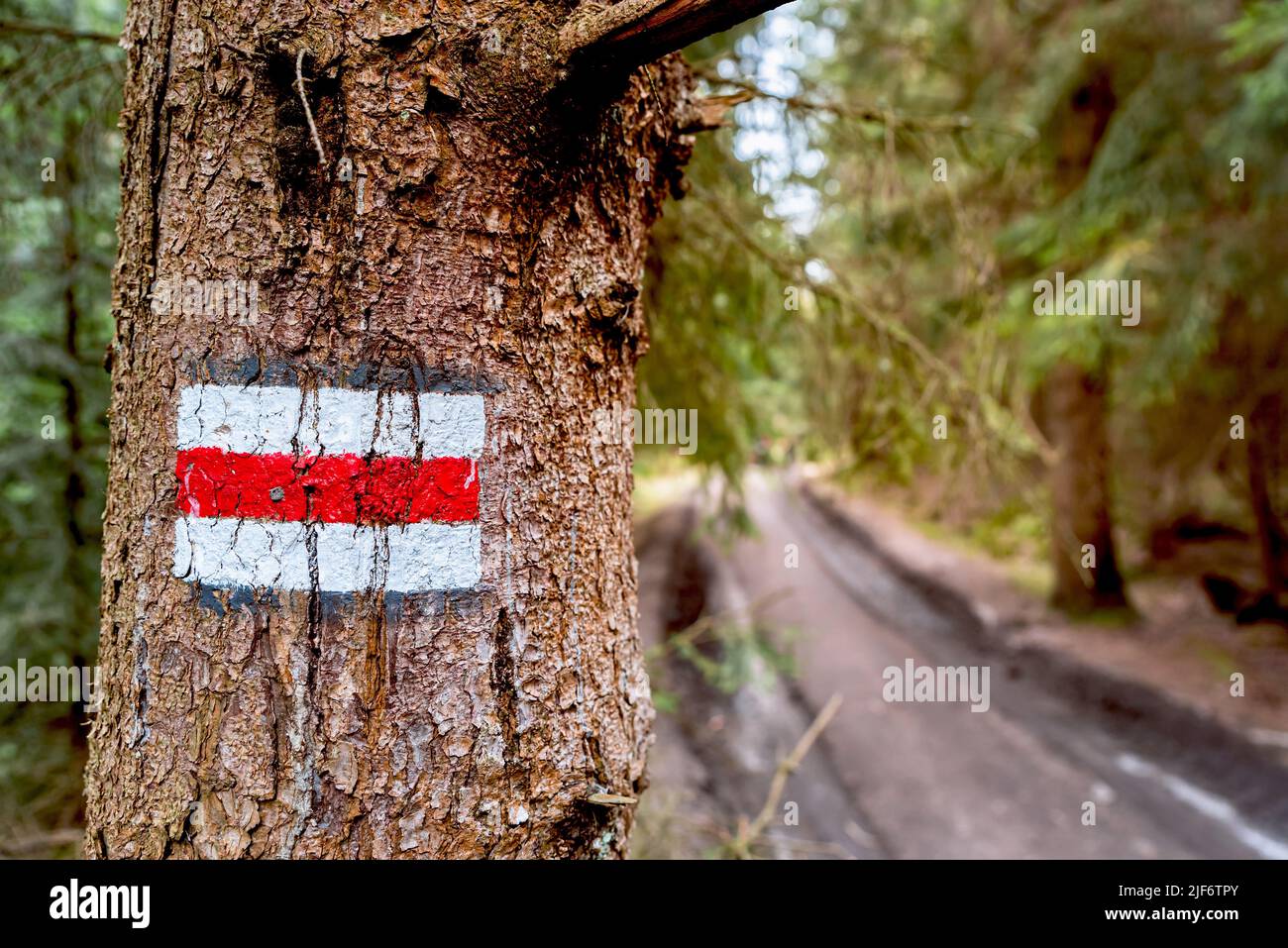 Señal roja de sendero pintado en un árbol en el bosque con el camino del bosque en el fondo. Sendero resplandeciente en las montañas Foto de stock
