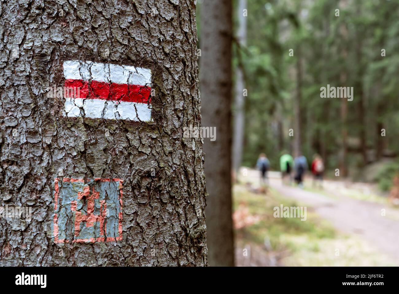 Señal roja del sendero pintado en un árbol en el bosque. Los turistas de senderismo en el fondo. Sendero abierto en un sendero turístico en las montañas Foto de stock
