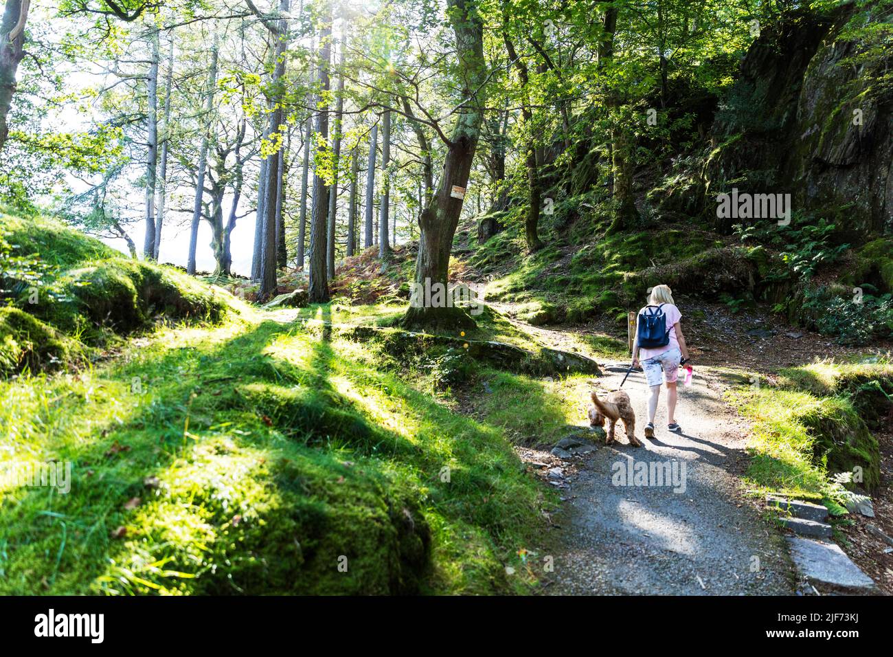 perro caminante, perro caminando por el bosque, bosque paseo, bosque, bosque, árboles, camino, caminante, caminar, mantenerse en forma, perro, caminar, caminar, Foto de stock