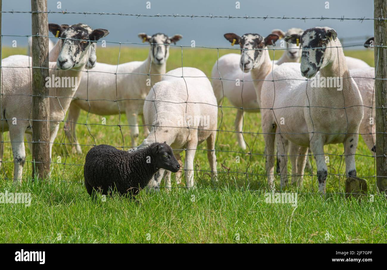 Preston, Lancashire, Reino Unido. 30th de junio de 2022. Un cordero Ouessant en una granja cerca de Preston, Lancashire delante de ovejas Mule mucho más grandes. Son reconocidos como la raza natural más pequeña de ovejas en el mundo con los carneros de pie a 49 cm en el hombro y las ovejas 46cm (alrededor de 18 pulgadas). Crédito: John Eveson/Alamy Live News Foto de stock