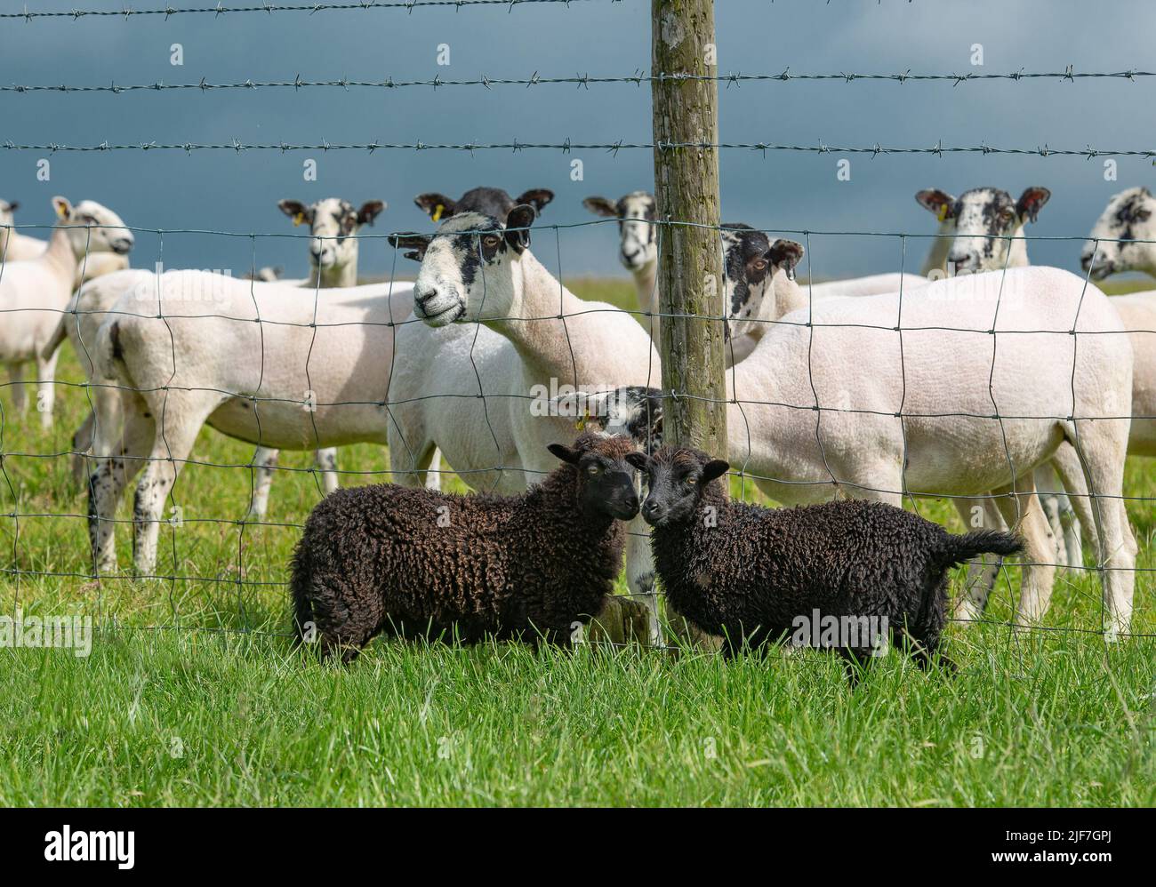 Preston, Lancashire, Reino Unido. 30th de junio de 2022. Los corderos Ouessant en una granja cerca de Preston, Lancashire delante de ovejas Mule mucho más grandes. Son reconocidos como la raza natural más pequeña de ovejas en el mundo con los carneros de pie a 49 cm en el hombro y las ovejas 46cm (alrededor de 18 pulgadas). Crédito: John Eveson/Alamy Live News Foto de stock