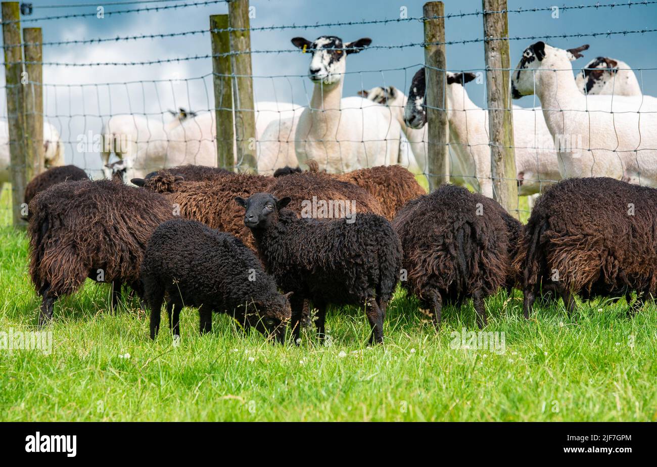Preston, Lancashire, Reino Unido. 30th de junio de 2022. Ovejas Ouessant en una granja cerca de Preston, Lancashire delante de ovejas Mule mucho más grandes. Son reconocidos como la raza natural más pequeña de ovejas en el mundo con los carneros de pie a 49 cm en el hombro y las ovejas 46cm (alrededor de 18 pulgadas). Crédito: John Eveson/Alamy Live News Foto de stock