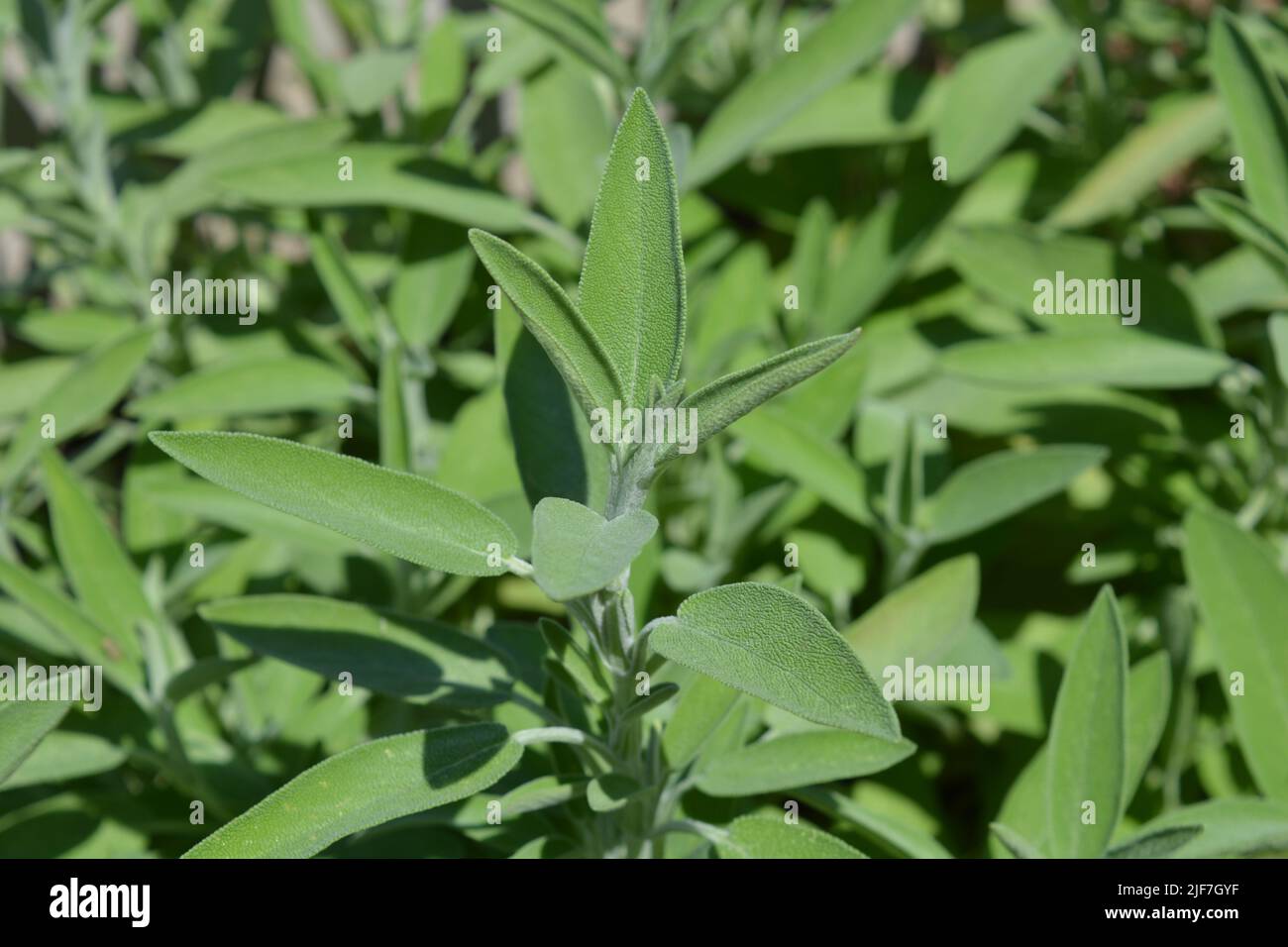 Salvia común, Salvia officinalis, una hierba culinaria, enfoque selectivo en el nuevo crecimiento verde fresco Foto de stock