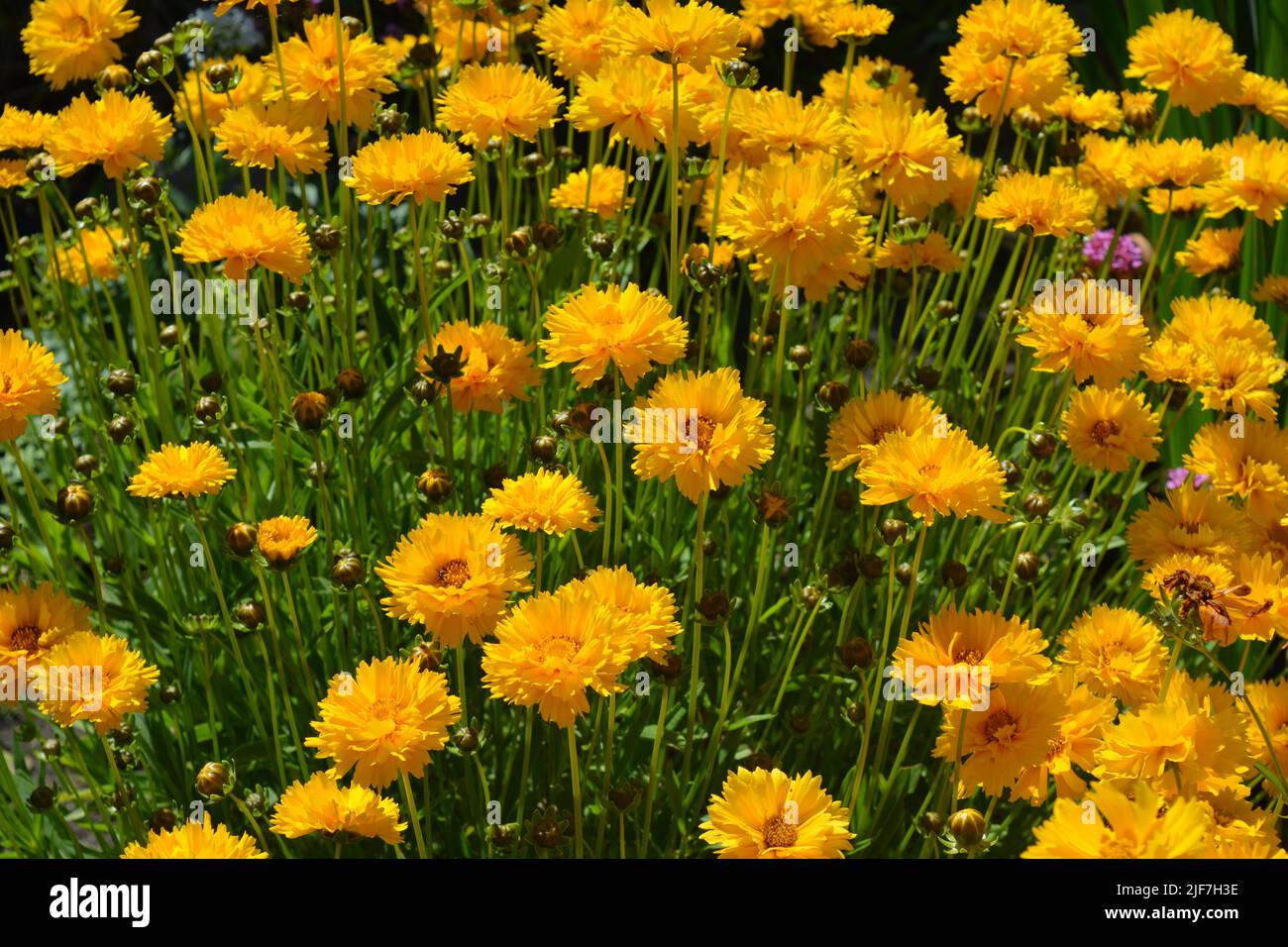 Coreopsis grandiflora Fundición de sol en flor, también conocida como cosquillas, una planta perenne impresionante que rebosa de color amarillo brillante Foto de stock