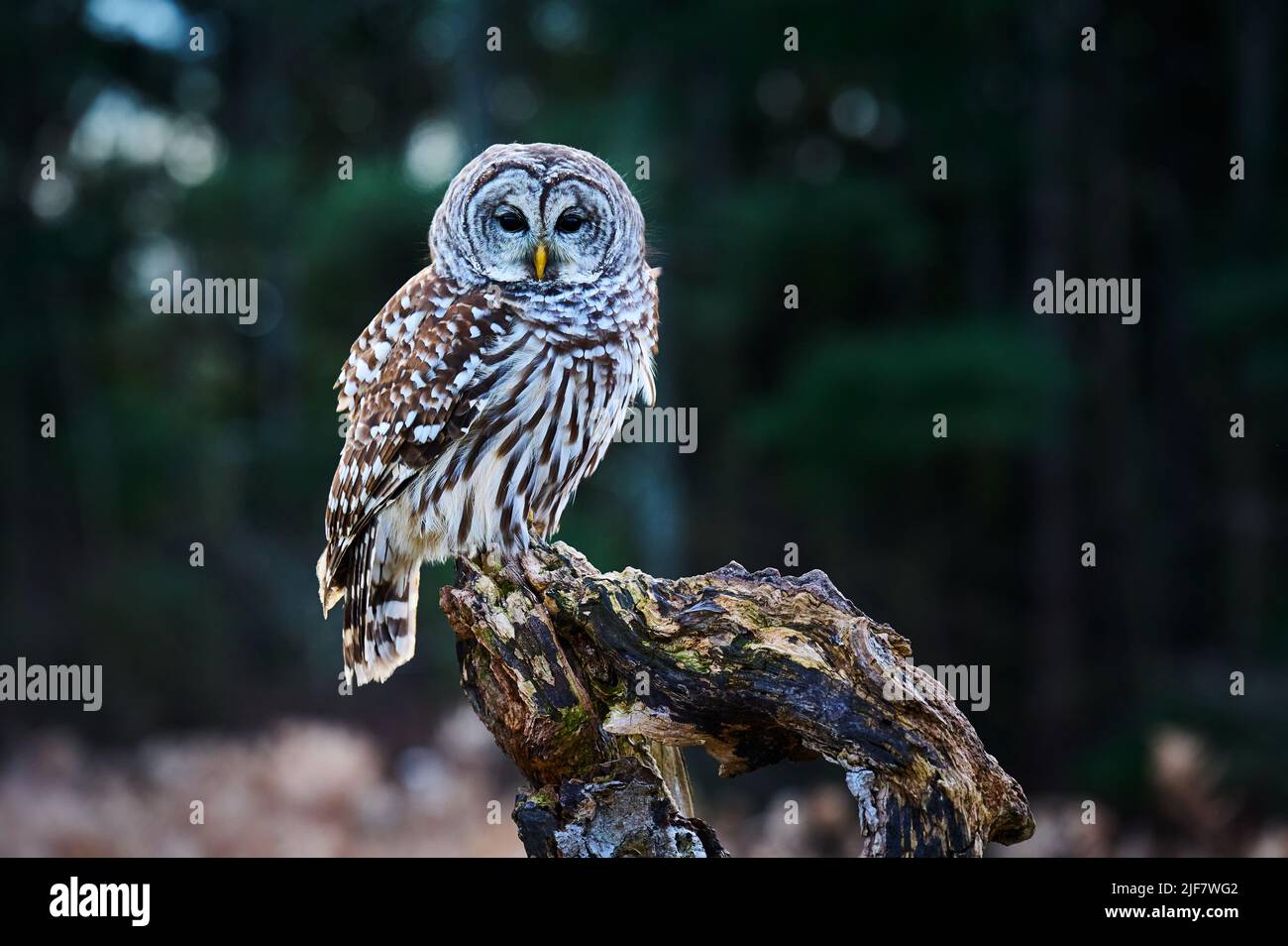 Bared Owl encaramado en una sucursal, Ontario, Canadá Foto de stock