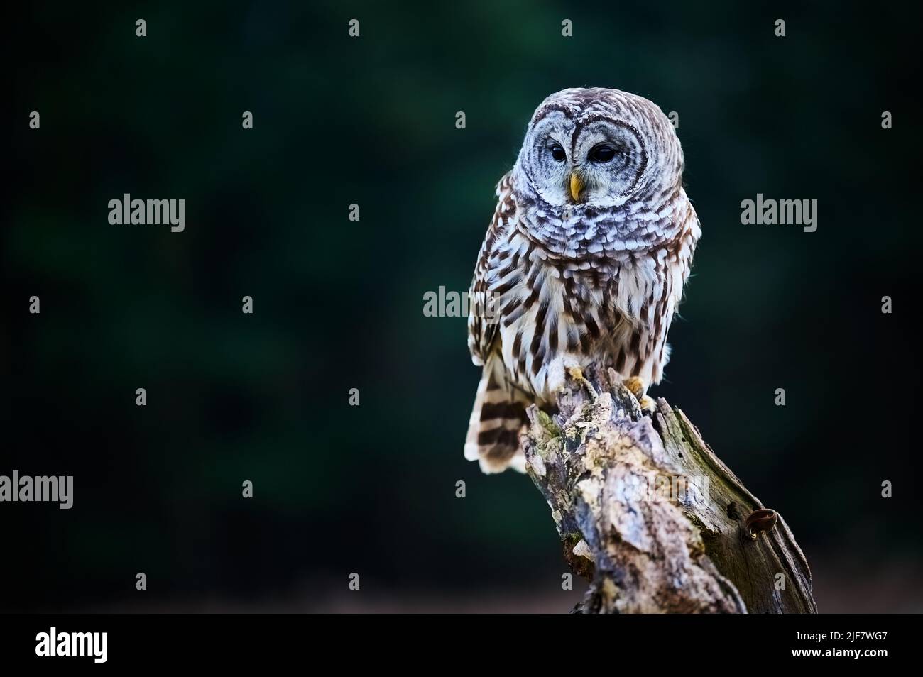 Bared Owl encaramado en una sucursal, Ontario, Canadá Foto de stock