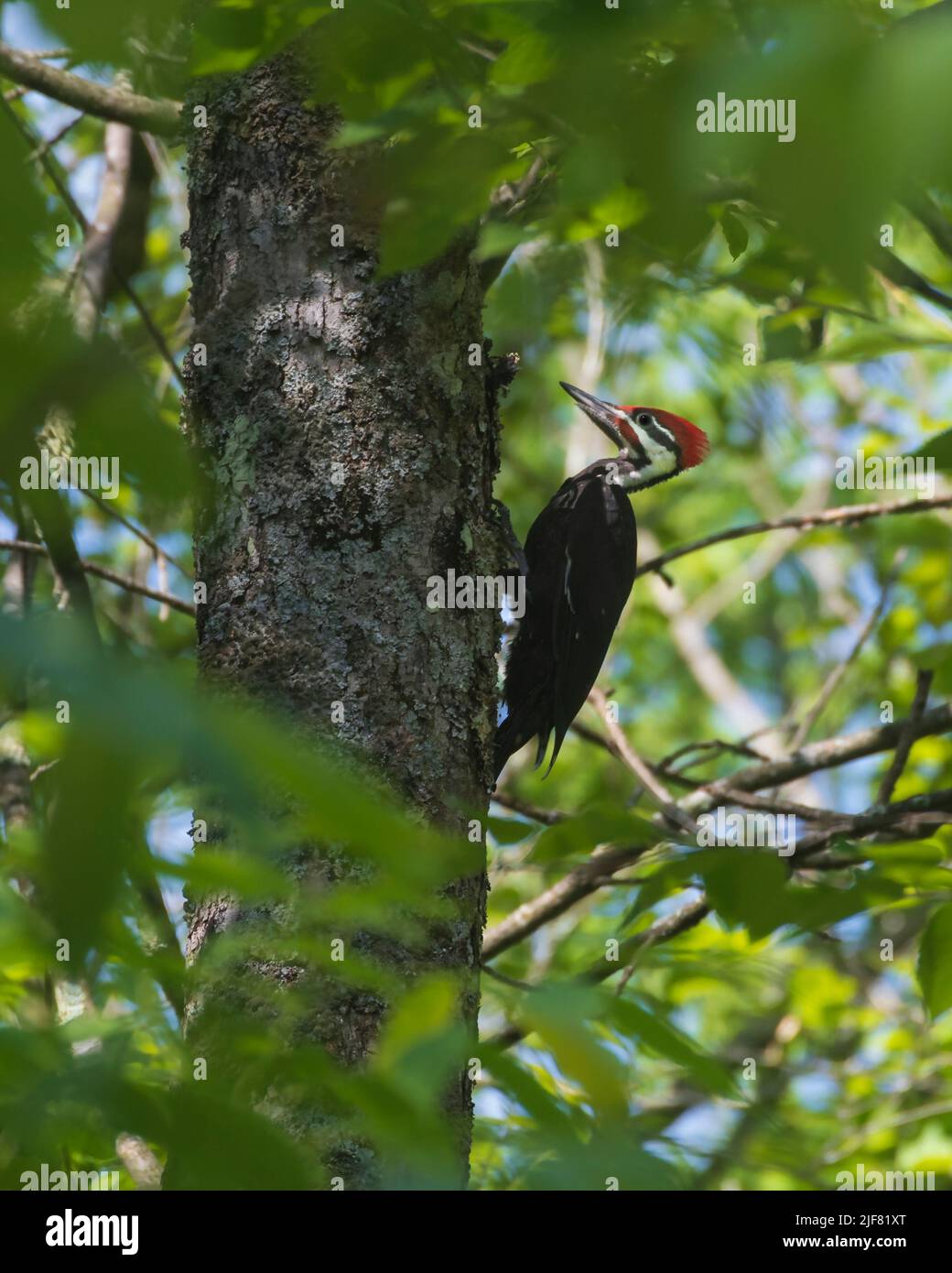 Pájaro carpintero pileatado, Dryocopus pileatus, el pájaro carpintero más grande de Norteamérica, macho indicado por una línea roja de pico a garganta. Foto de stock