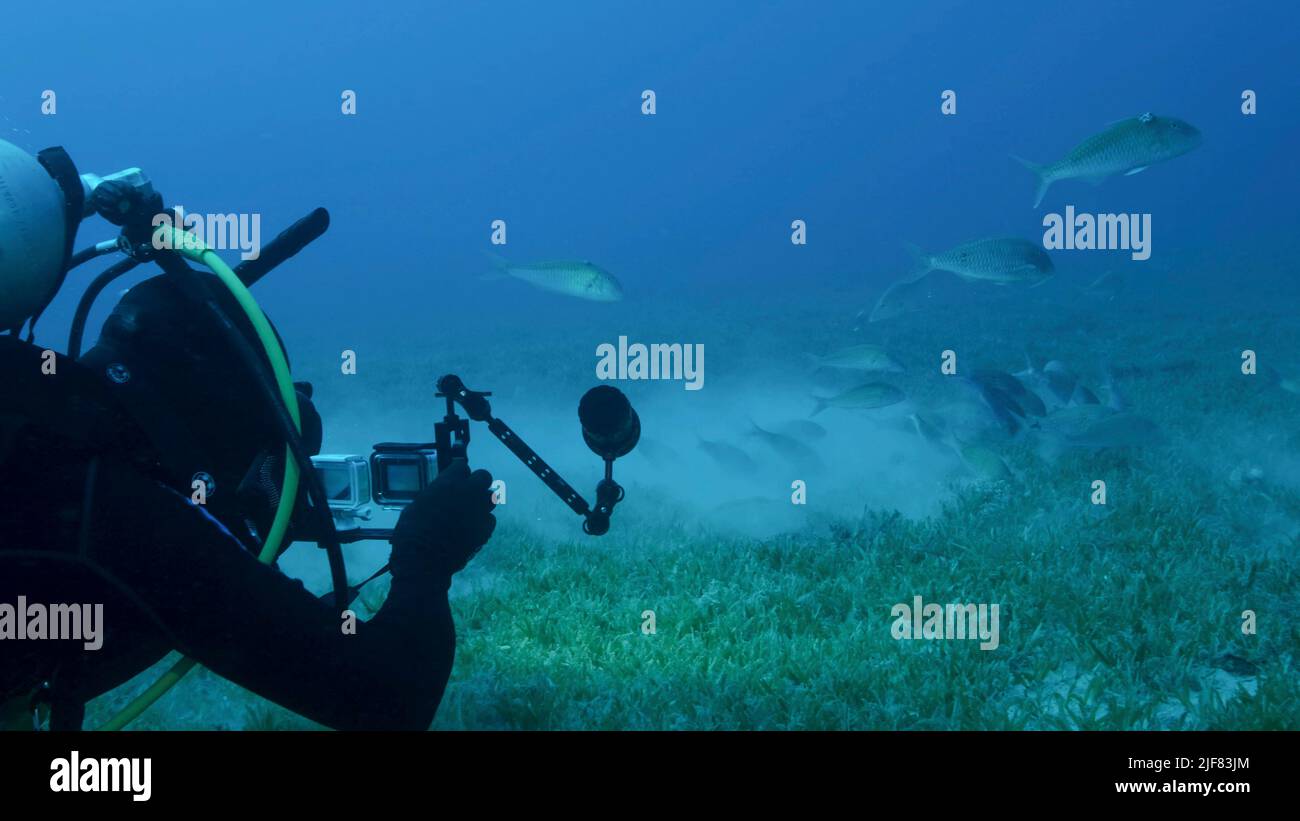 El videógrafo submarino que dispara a una escuela de Rotstreifen Meerbarbe peces se alimenta de algas marinas. Vida submarina en el océano. Mar Rojo, Egipto Foto de stock