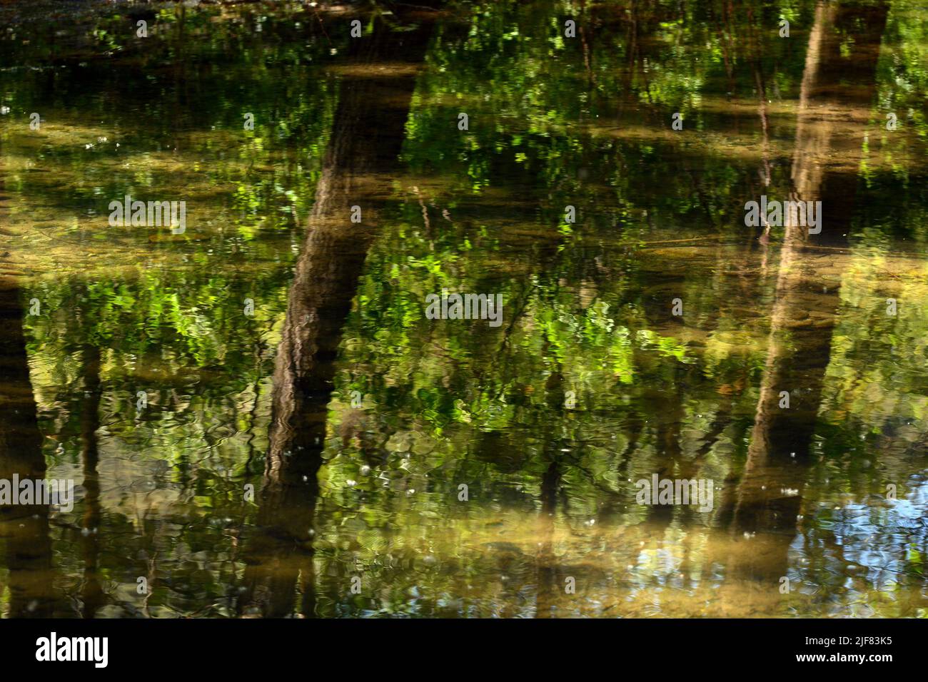 Reflejo en el agua del bosque, acuarela natural Foto de stock