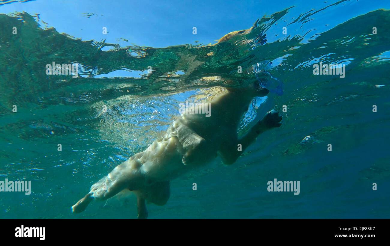 Vista submarina golden retriever nadar en el mar. El perro nada en la superficie del agua. Mar Rojo, Egipto Foto de stock