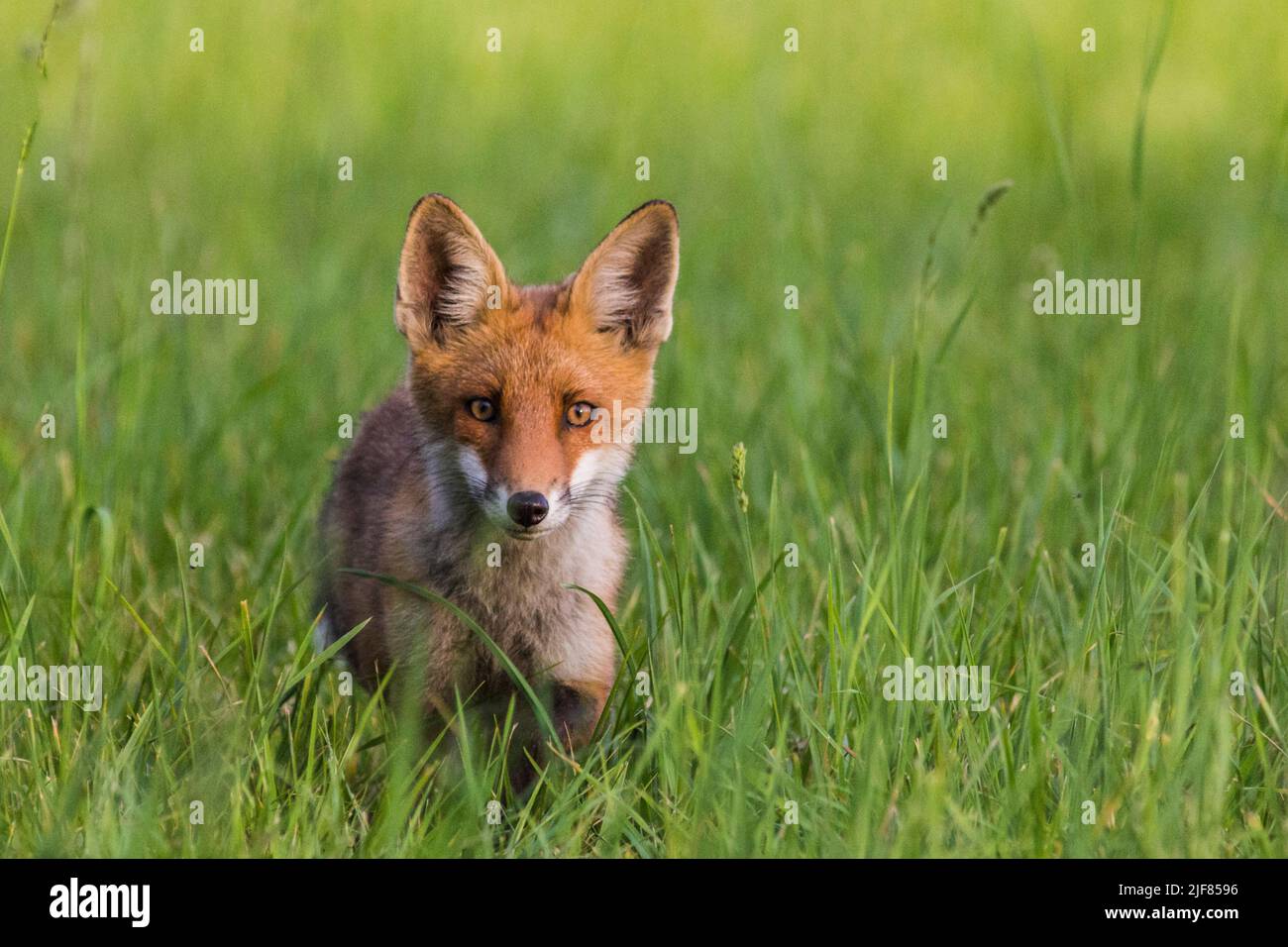 Junger Rotfuchs, neugierig en die Kamera schauend, joven zorro rojo curiosamente mirando la cámara Foto de stock