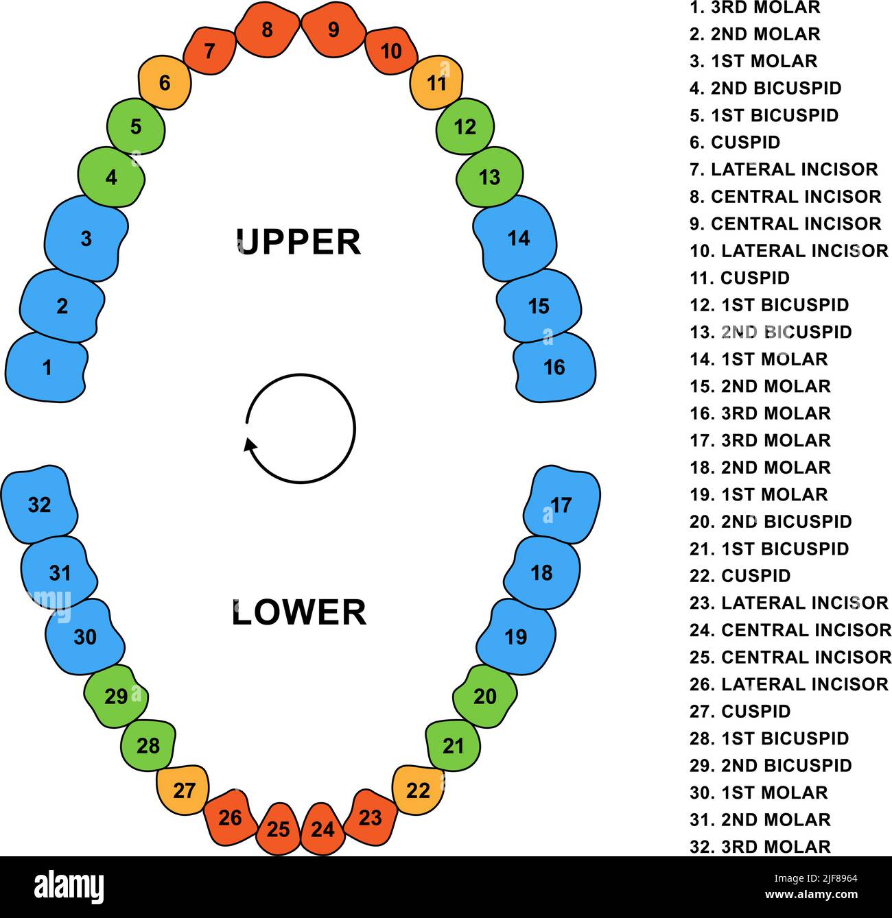 Anatomía de la dentición de los dientes secundarios con descripciones