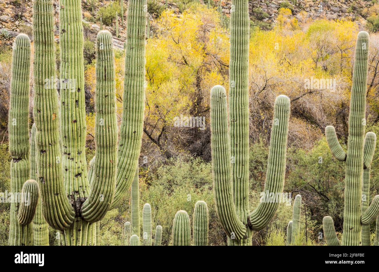 Cactus Saguaro y colores otoñales en los árboles a finales de diciembre, Área Recreativa Sabino Canyon, Arizona, EE.UU. Foto de stock