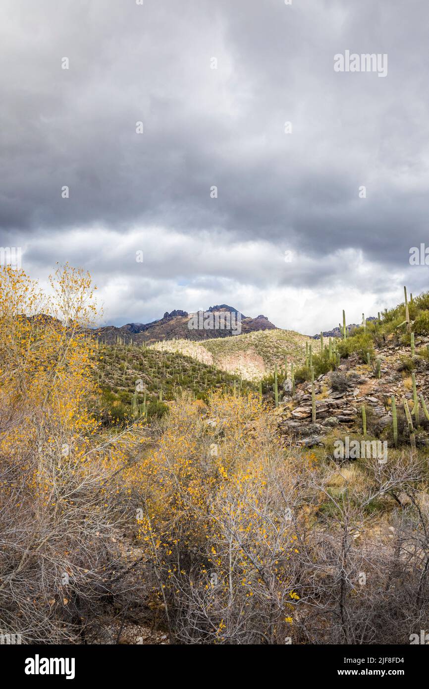 El paisaje justo encima de Sabino Creek en Sabino Canyon Recreation Area, Arizona, EE.UU. Foto de stock