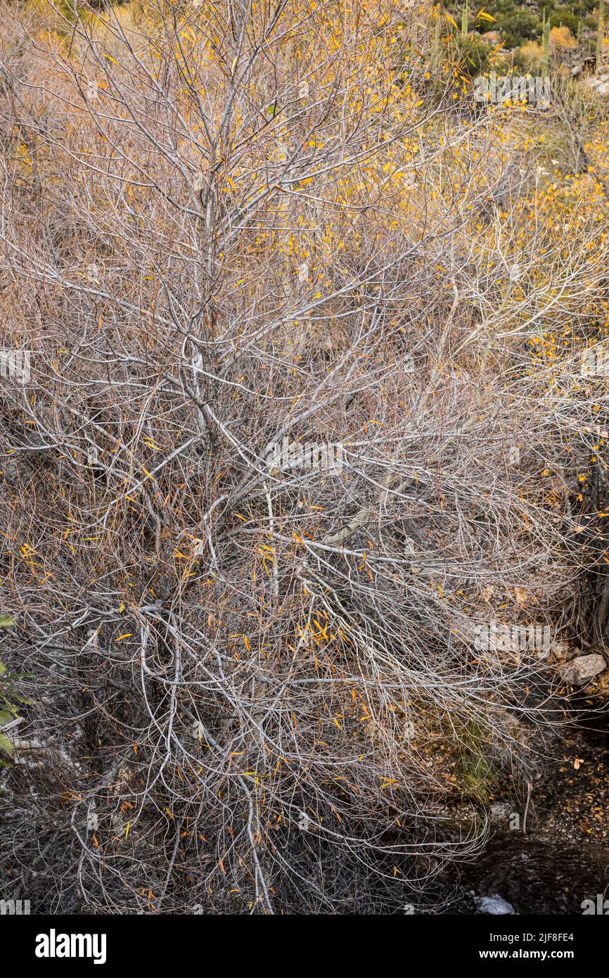 Árboles de invierno a lo largo de Sabino Creek en Sabino Canyon Recreation Area, Arizona, EE.UU. Foto de stock
