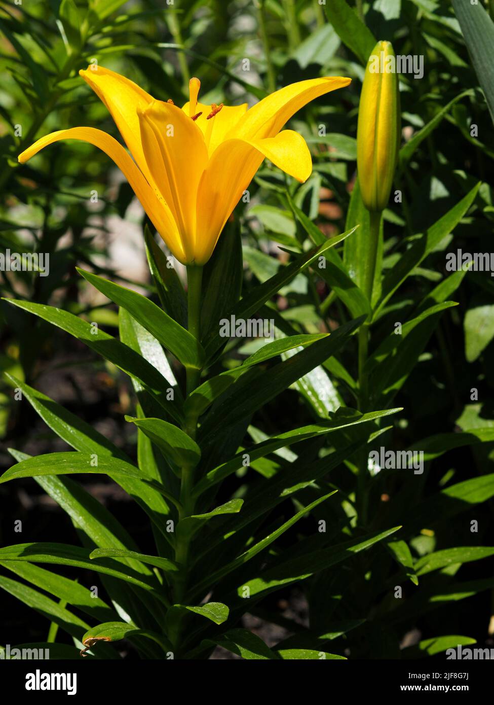 Preciosa flor amarilla de un lirio (Lilium bulbiferum) en un jardín en Ottawa, Ontario, Canadá. Foto de stock