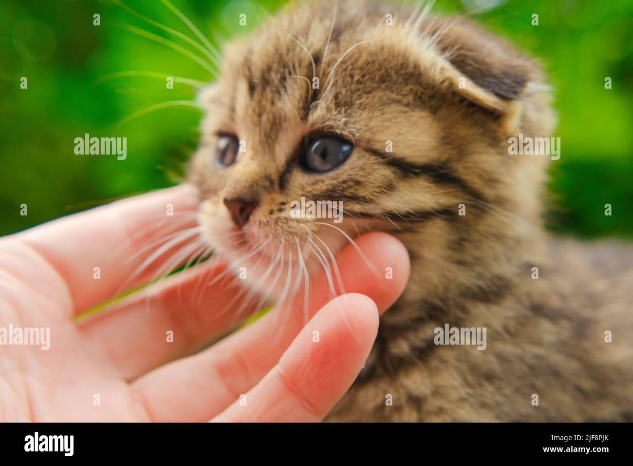 Escocesa doblada tabby kitten.Pets. gatito de rayas y brazos de niño.Hand acariciando un gatito. Foto de stock