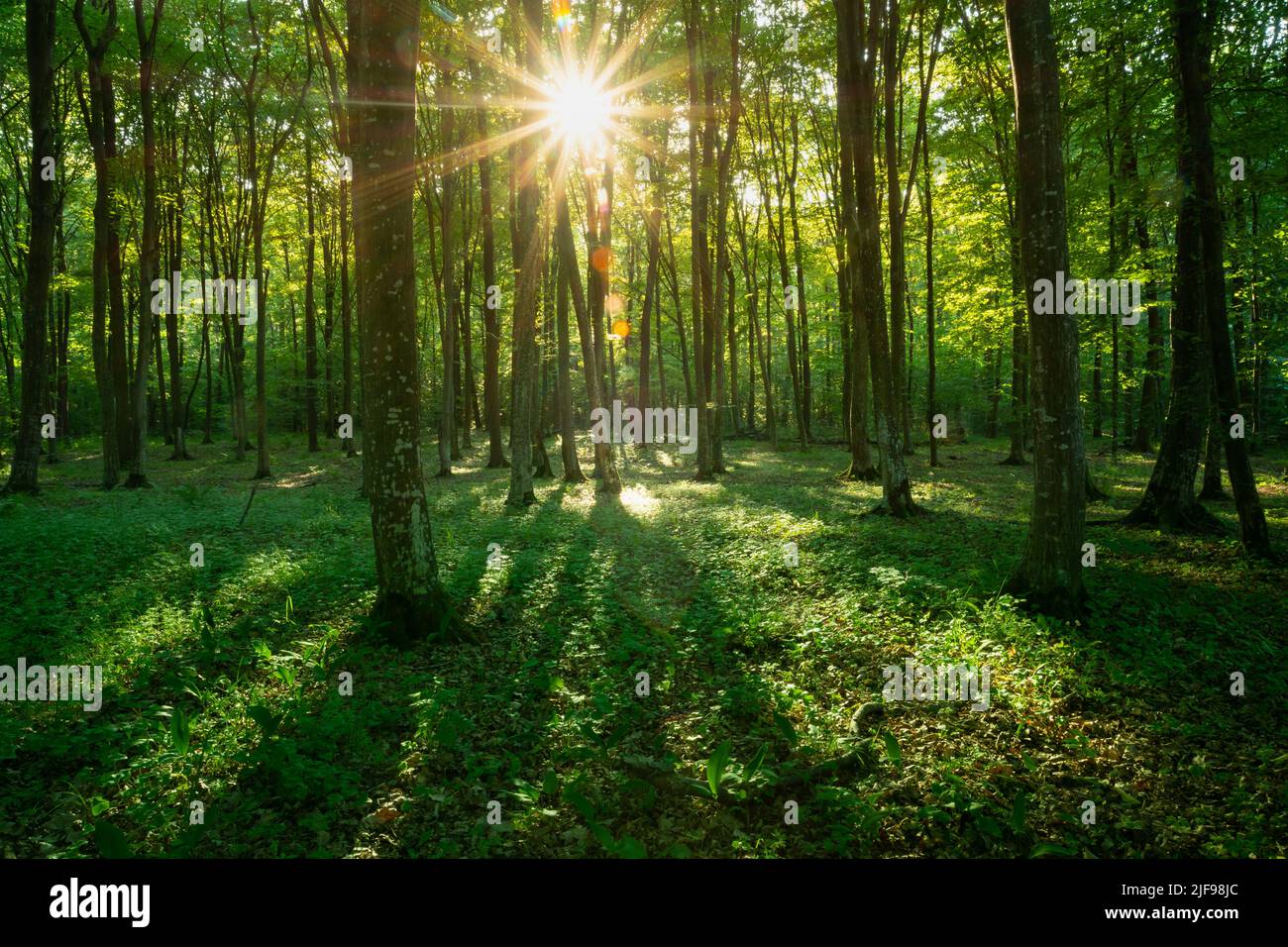 El intenso resplandor del sol en el verde bosque de verano Foto de stock